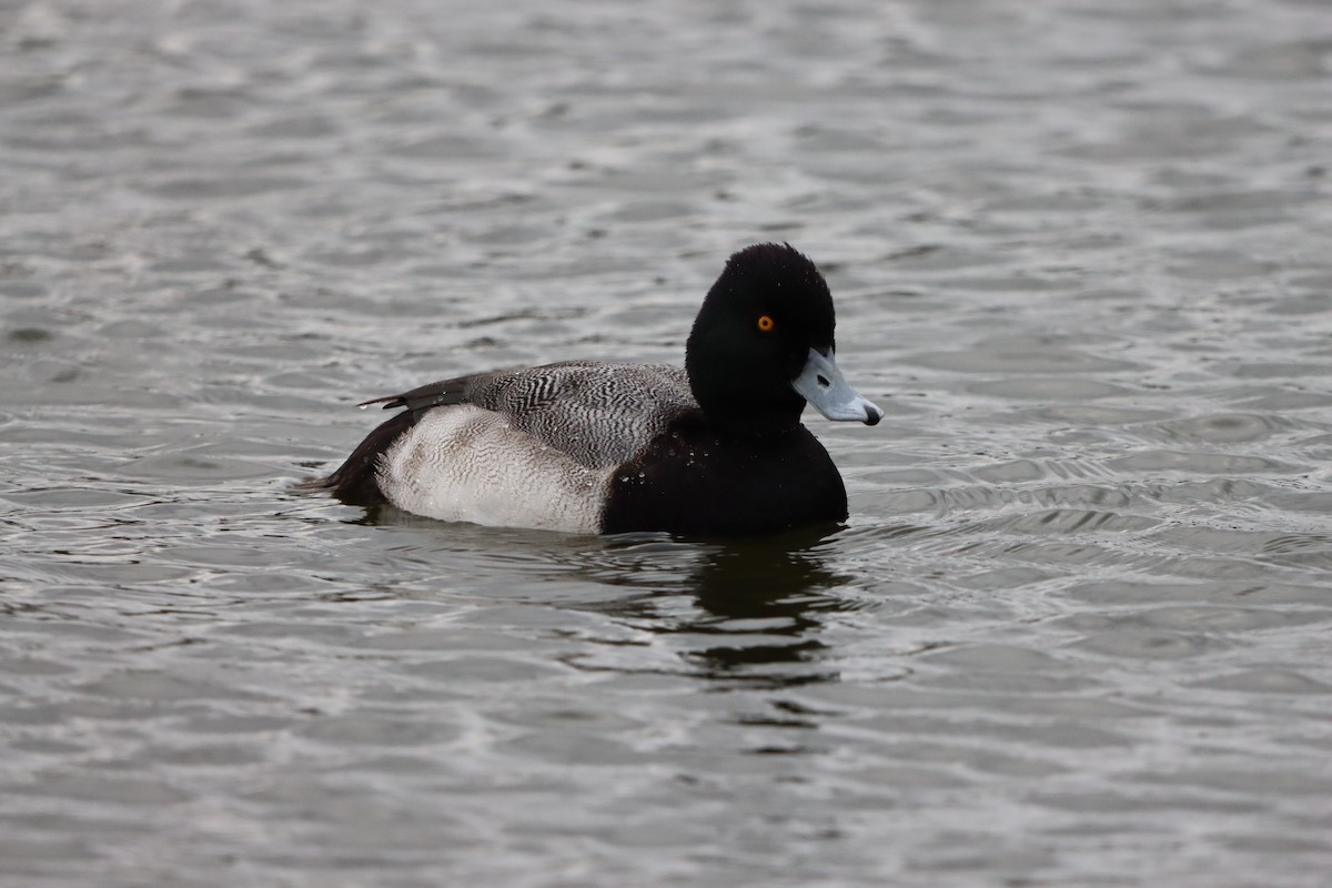 小斑背潛鴨 - ML647766011