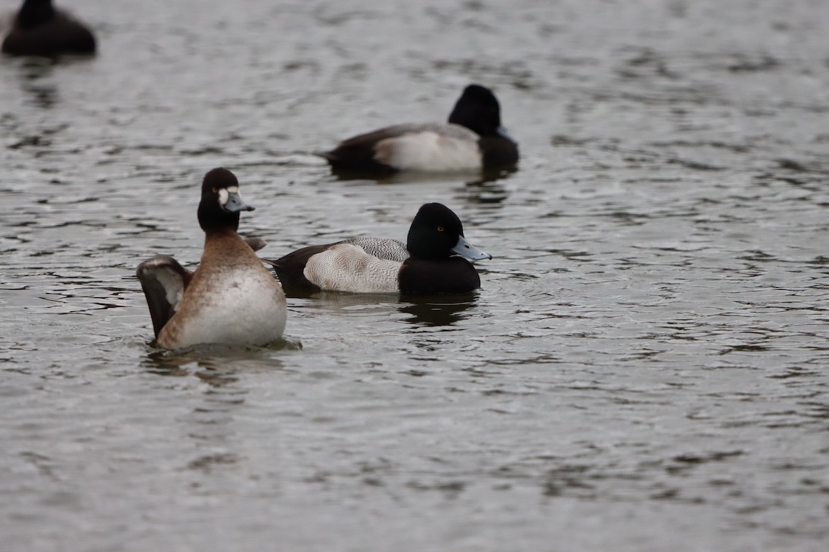 小斑背潛鴨 - ML647766012
