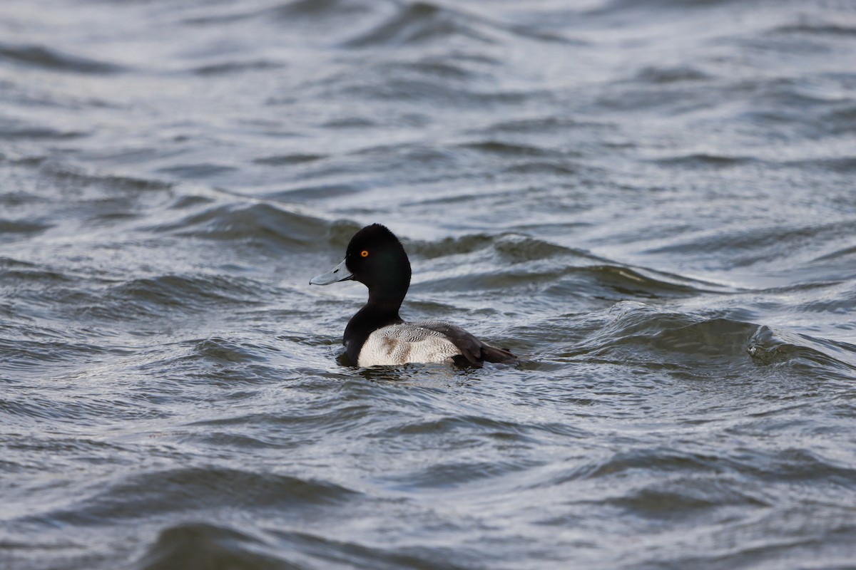 小斑背潛鴨 - ML647766014