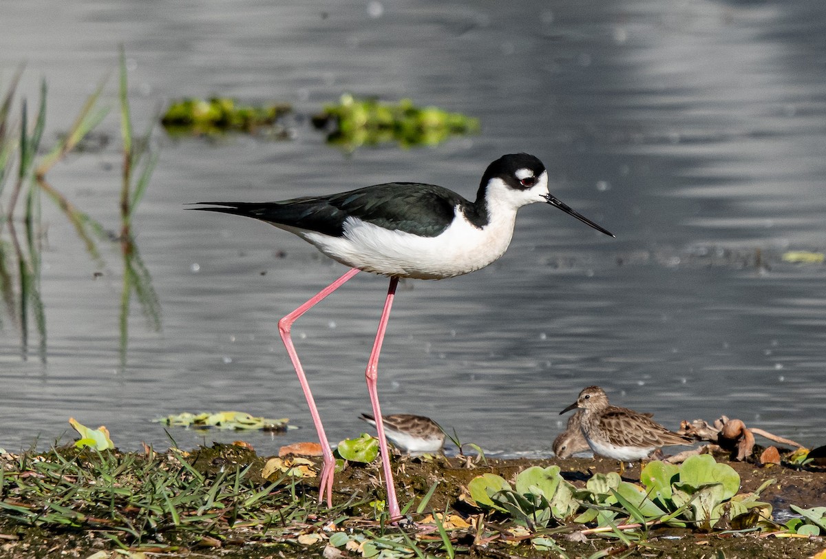 Black-necked Stilt - ML647766015