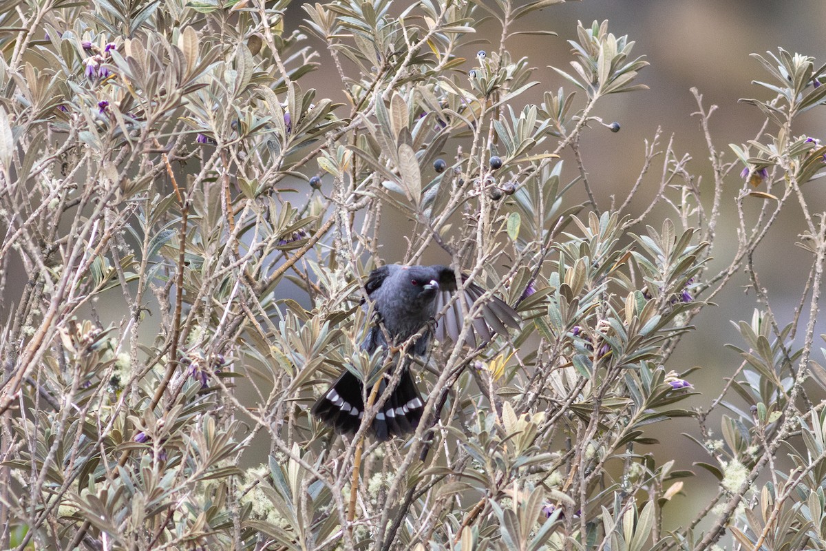 Red-crested Cotinga - ML647766023