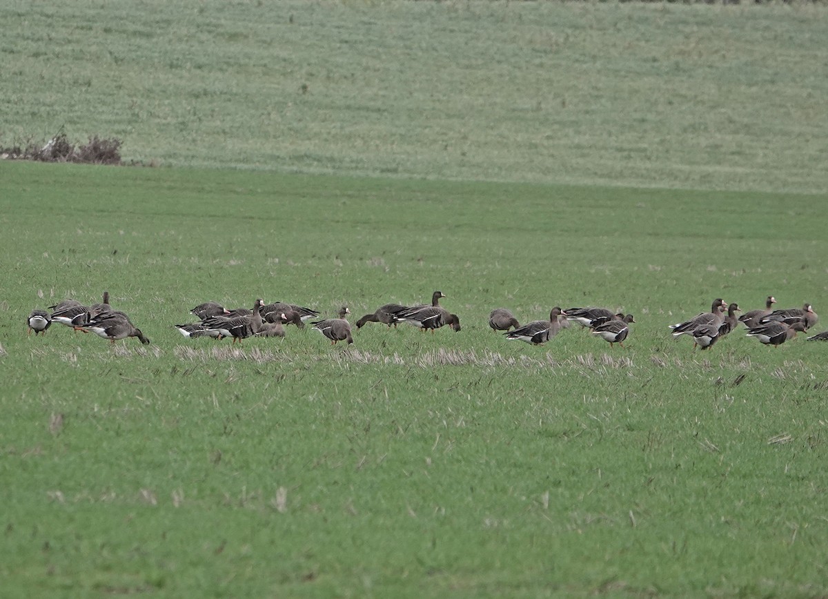 白額雁(albifrons) - ML647766026