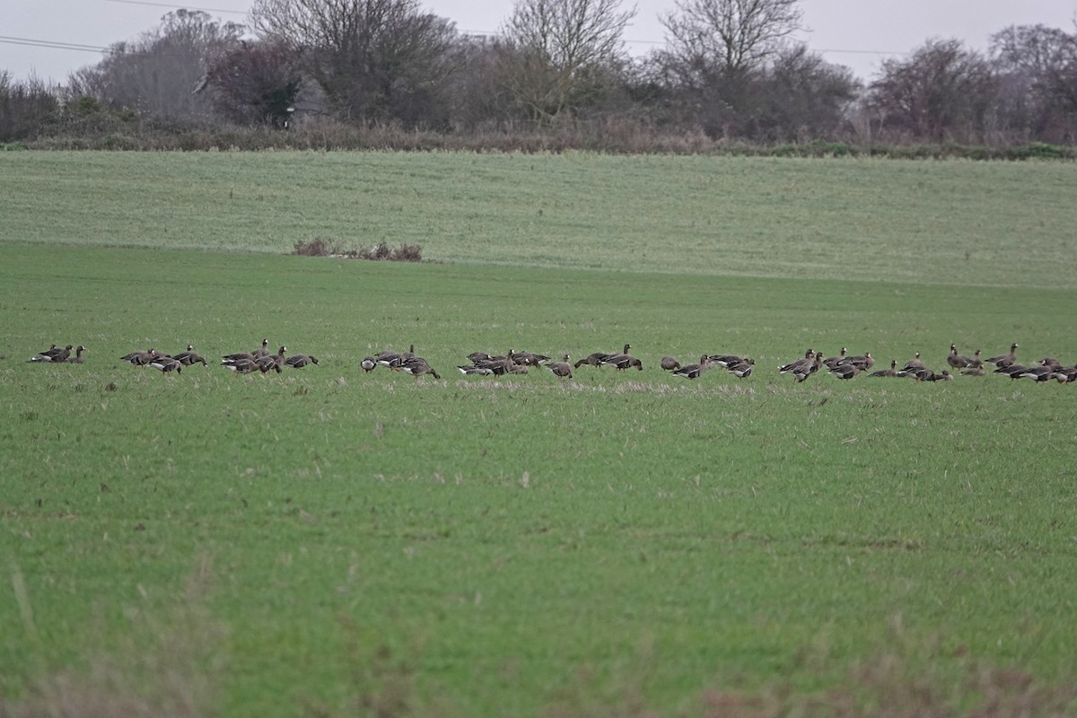 白額雁(albifrons) - ML647766027