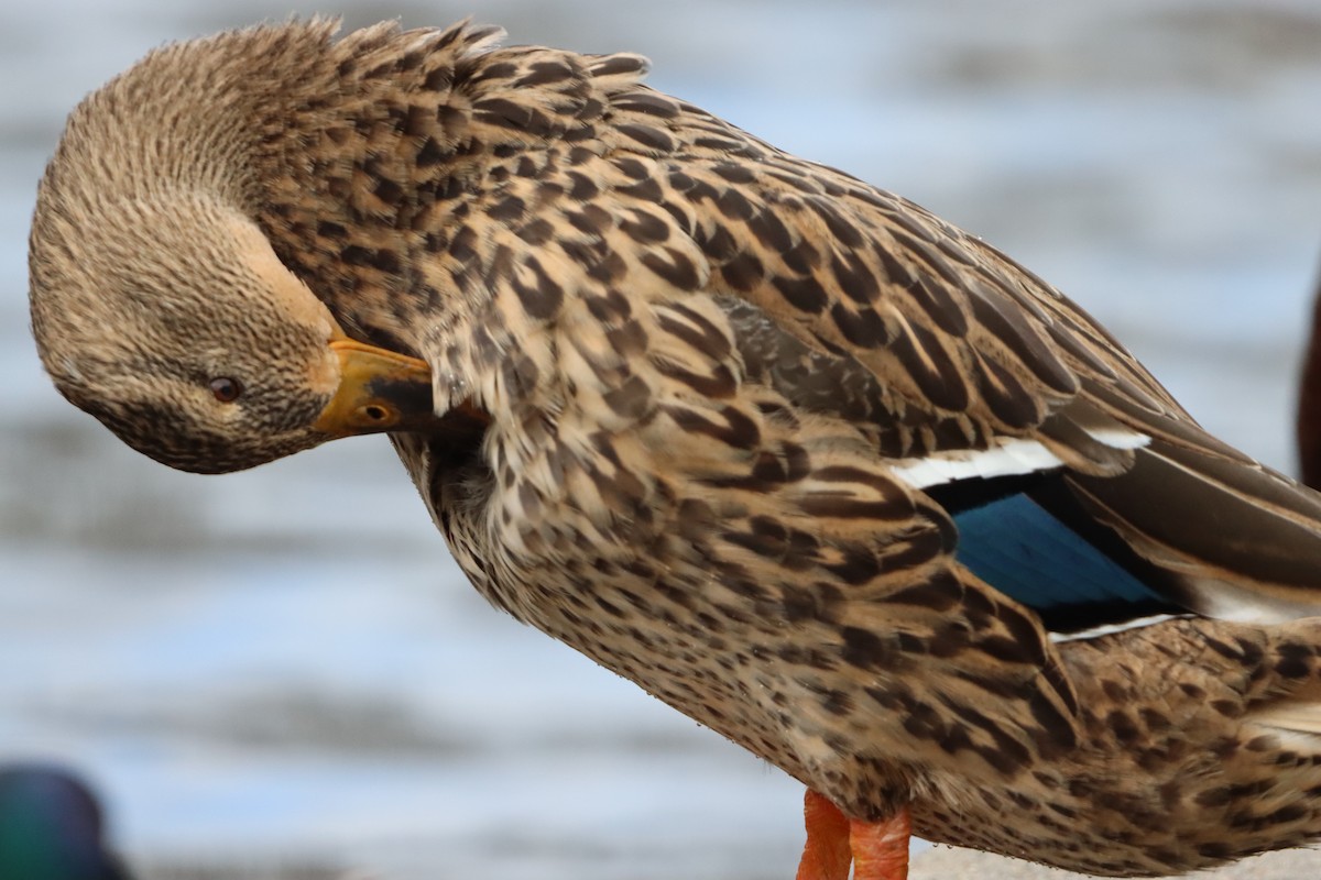 綠頭鴨(馴化) - ML647766029