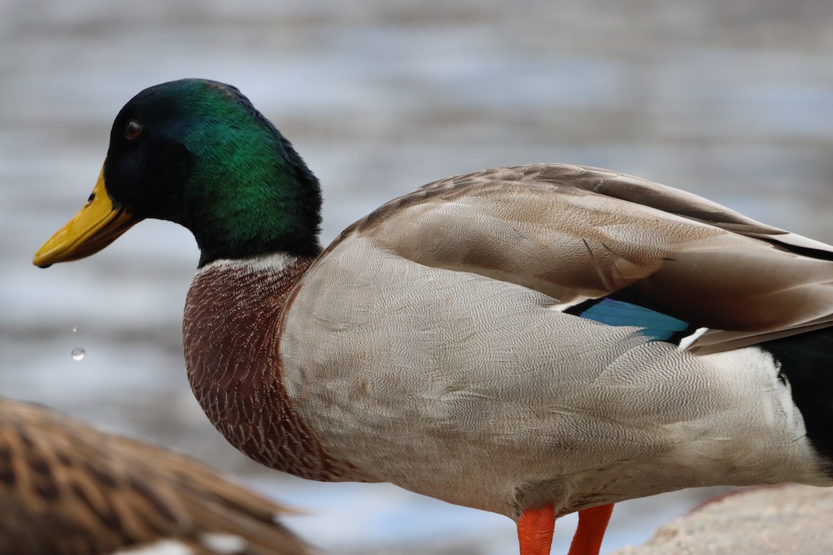 綠頭鴨(馴化) - ML647766030