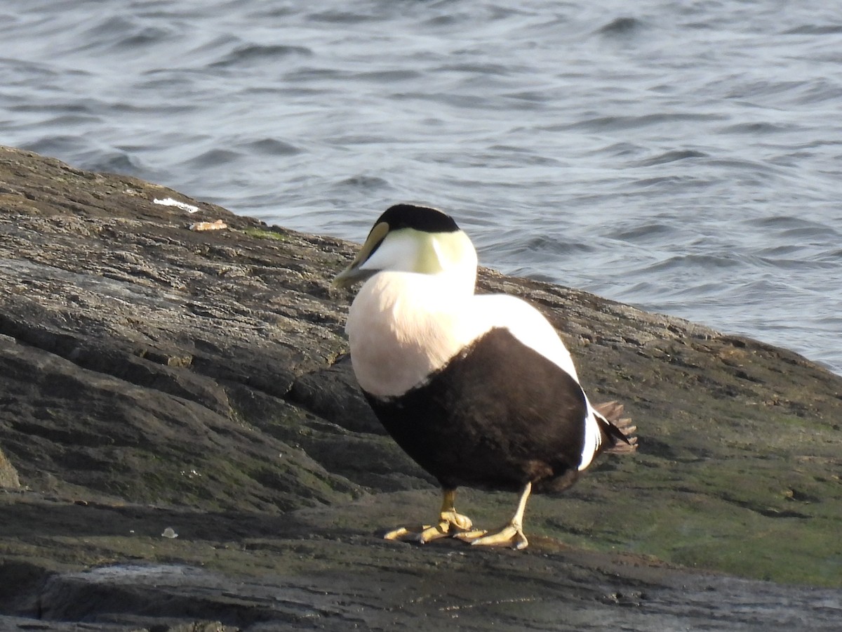 Common Eider - ML647766031