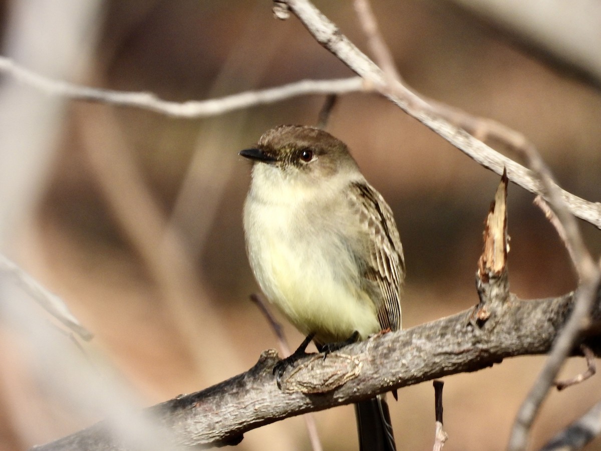 Eastern Phoebe - ML647766032