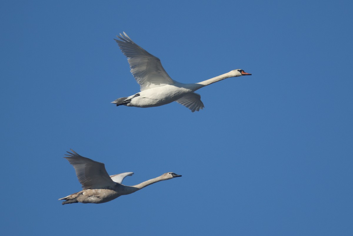 疣鼻天鵝 - ML647766033