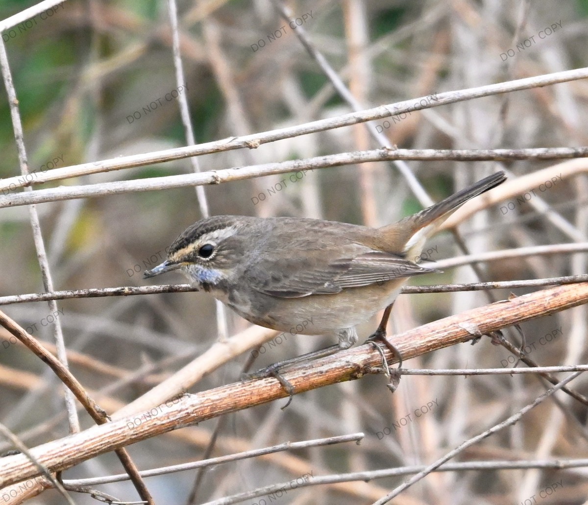 藍喉鴝 - ML647766035