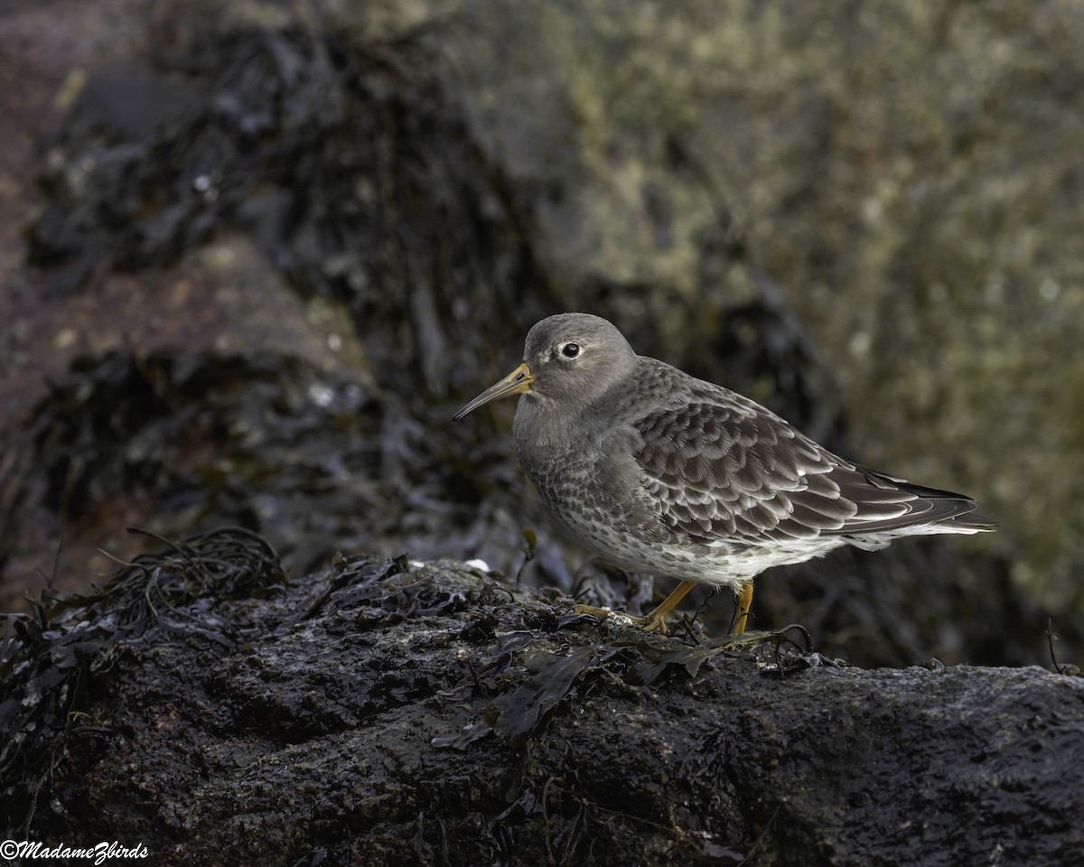 Purple Sandpiper - ML647766036