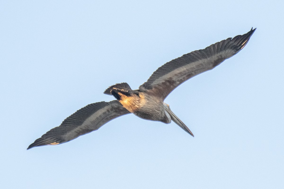 Hint Pelikanı - ML647766037