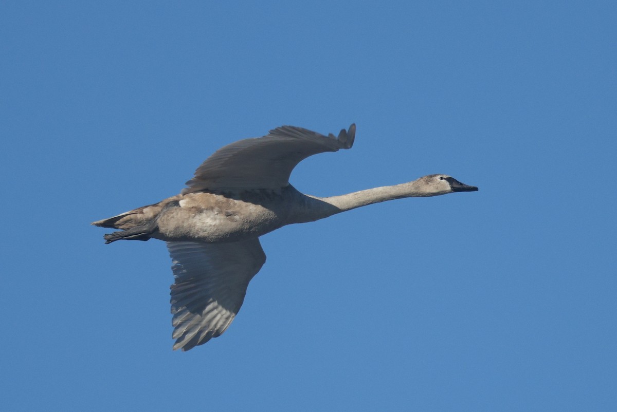 疣鼻天鵝 - ML647766038