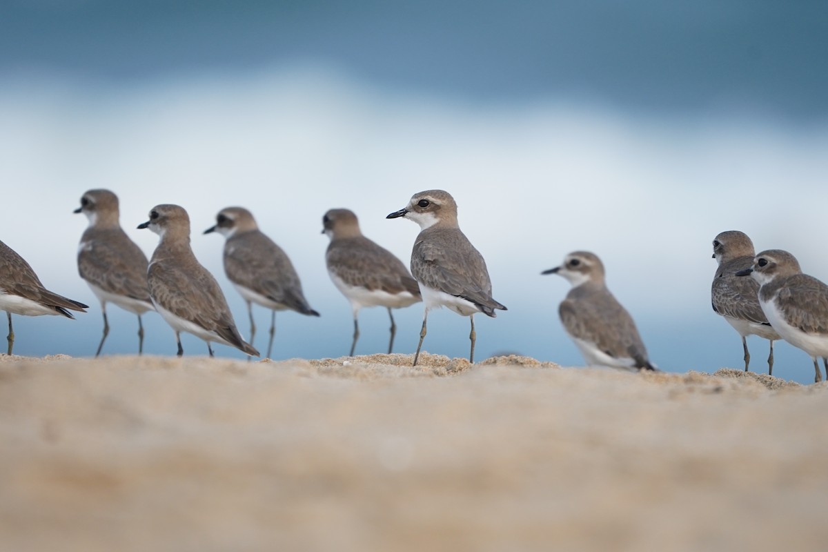 Tibetan Sand-Plover - ML647766059