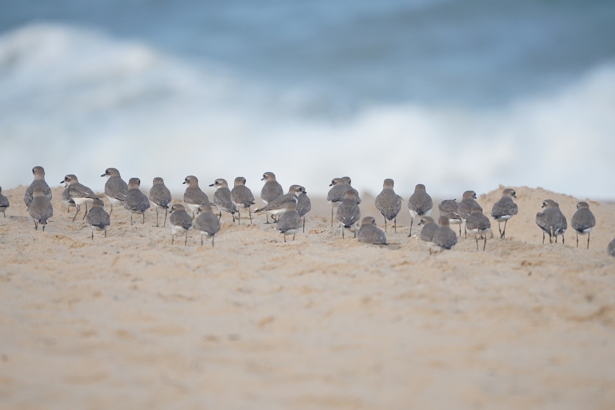 Tibetan Sand-Plover - ML647766060