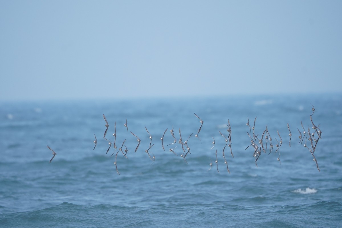 Tibetan Sand-Plover - ML647766061