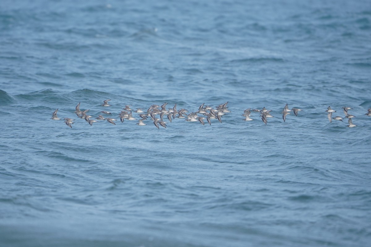 Tibetan Sand-Plover - ML647766064
