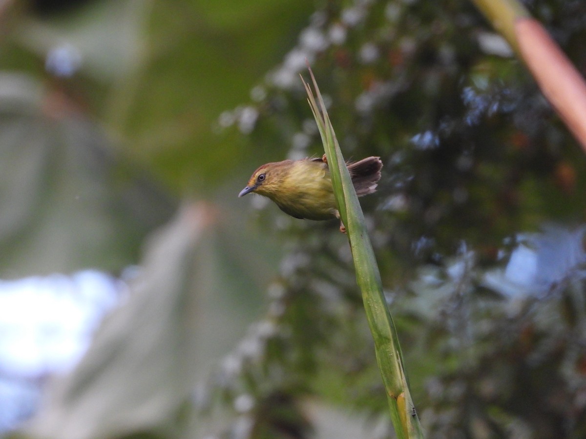 Pin-striped Tit-Babbler - ML647766113