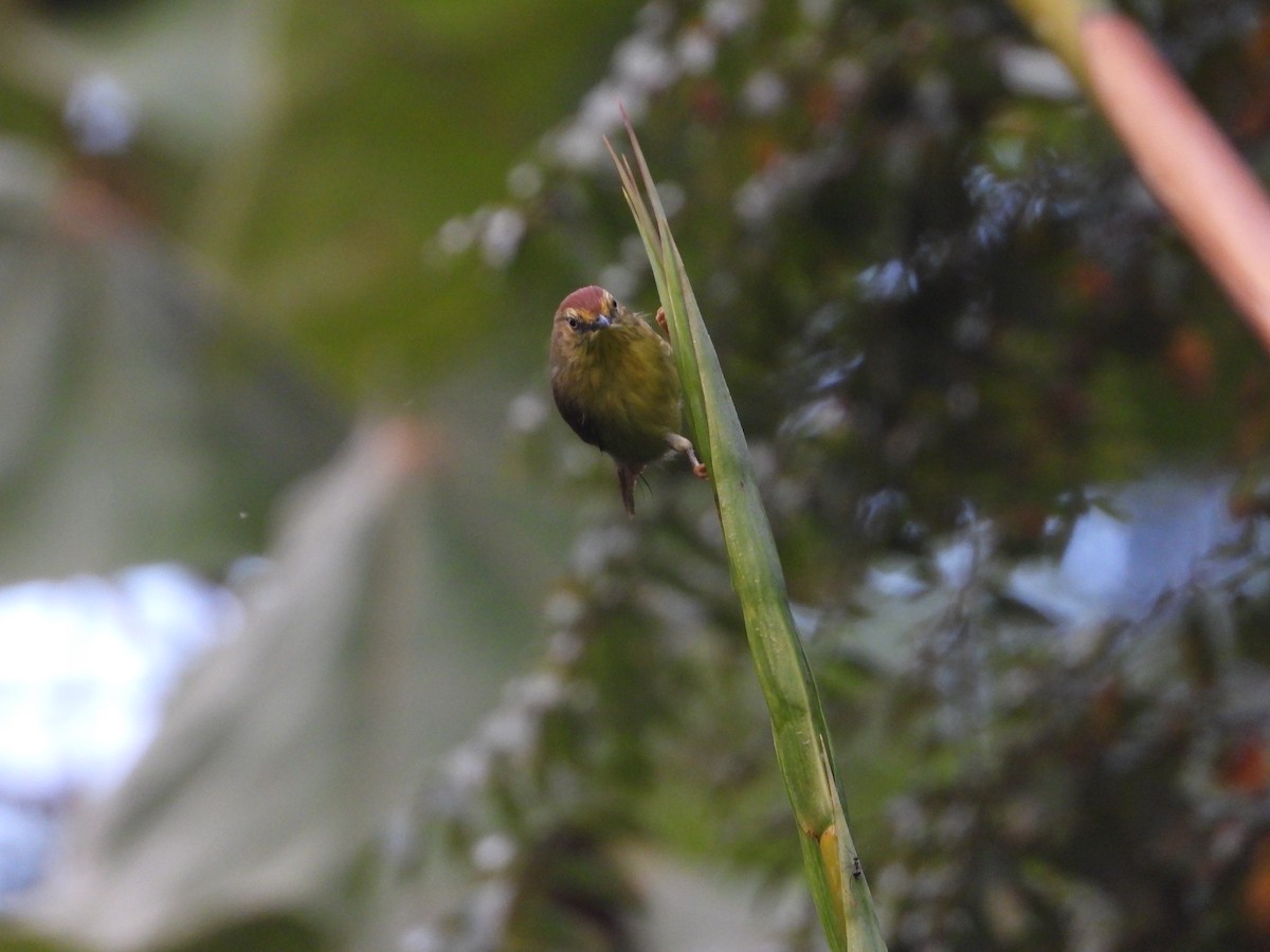 Pin-striped Tit-Babbler - ML647766114