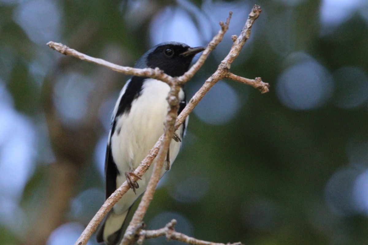 lesňáček modrohřbetý - ML647766120