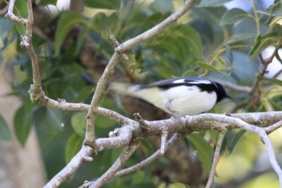 lesňáček modrohřbetý - ML647766127