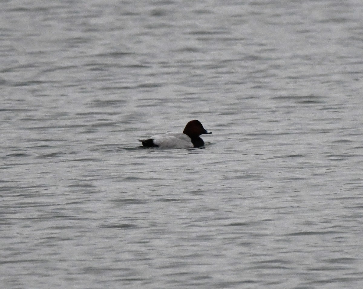 Common Pochard - ML647766146