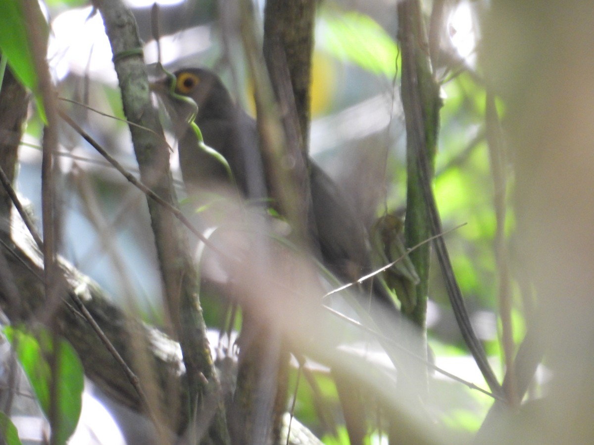 Spectacled Thrush - ML647766155