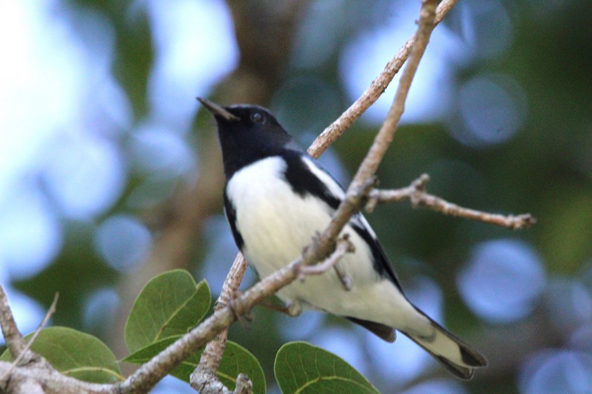 lesňáček modrohřbetý - ML647766161