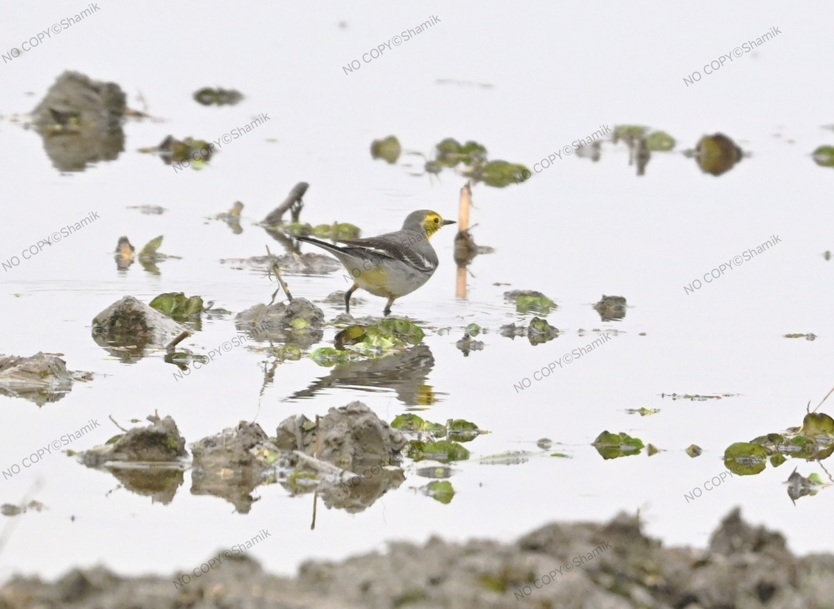 Citrine Wagtail - ML647766173