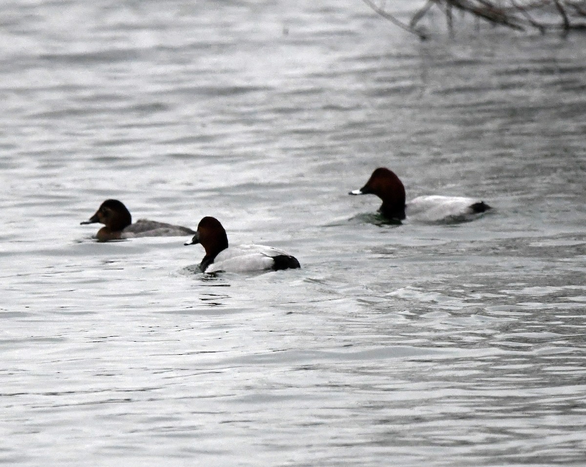 Common Pochard - ML647766182