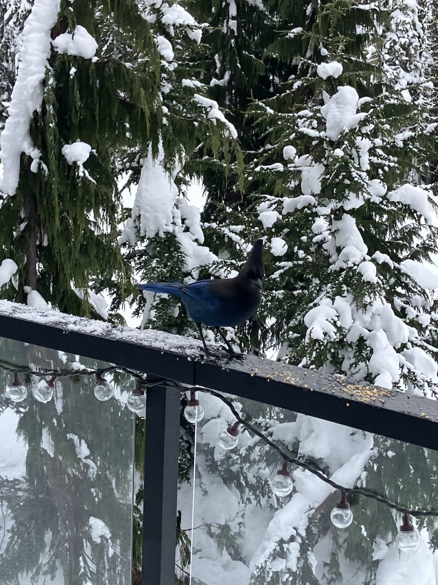 Steller's Jay - ML647766206