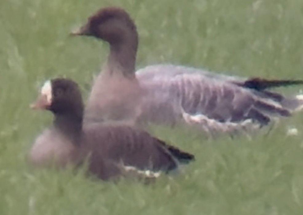 Küçük Sakarca - ML647766218