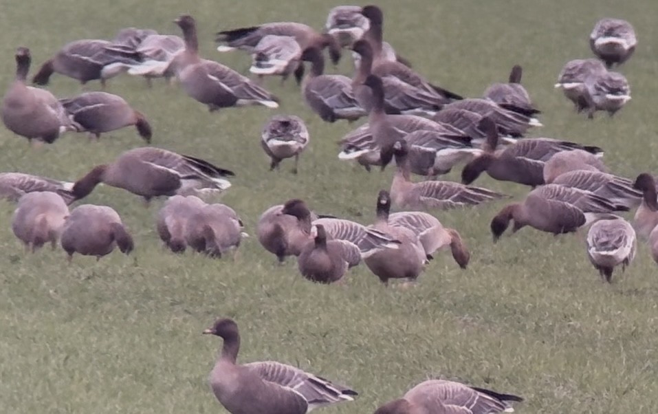 Küçük Sakarca - ML647766219