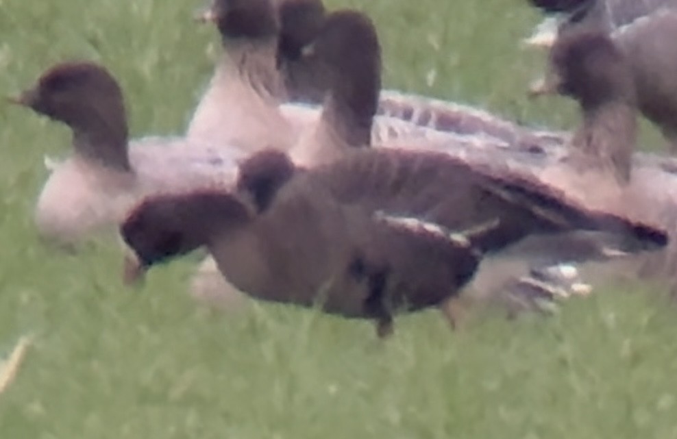 Küçük Sakarca - ML647766220