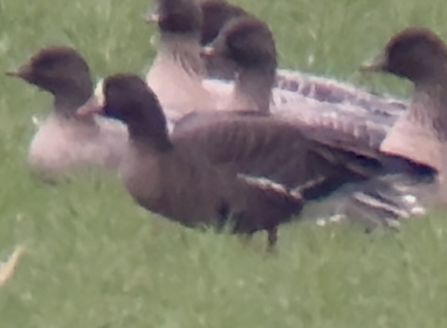 Küçük Sakarca - ML647766221