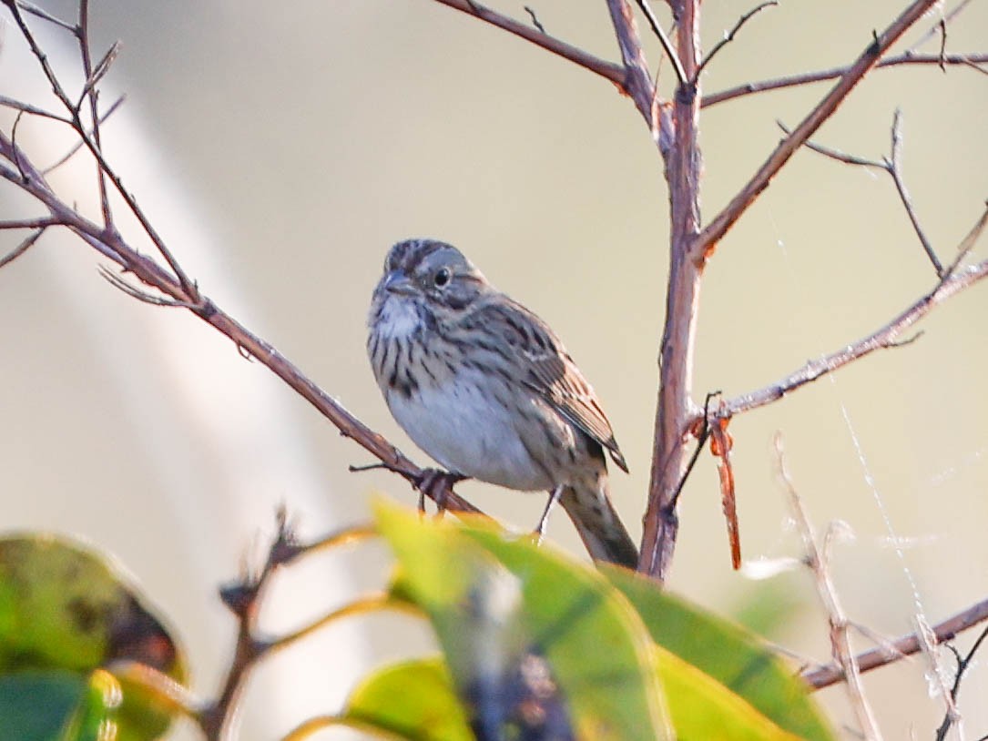 strnadec pruhohlavý - ML647766223