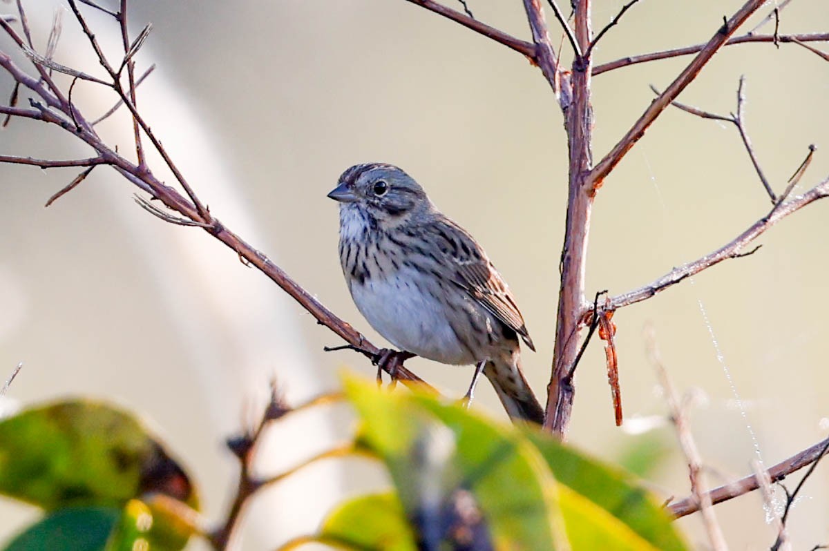 strnadec pruhohlavý - ML647766224