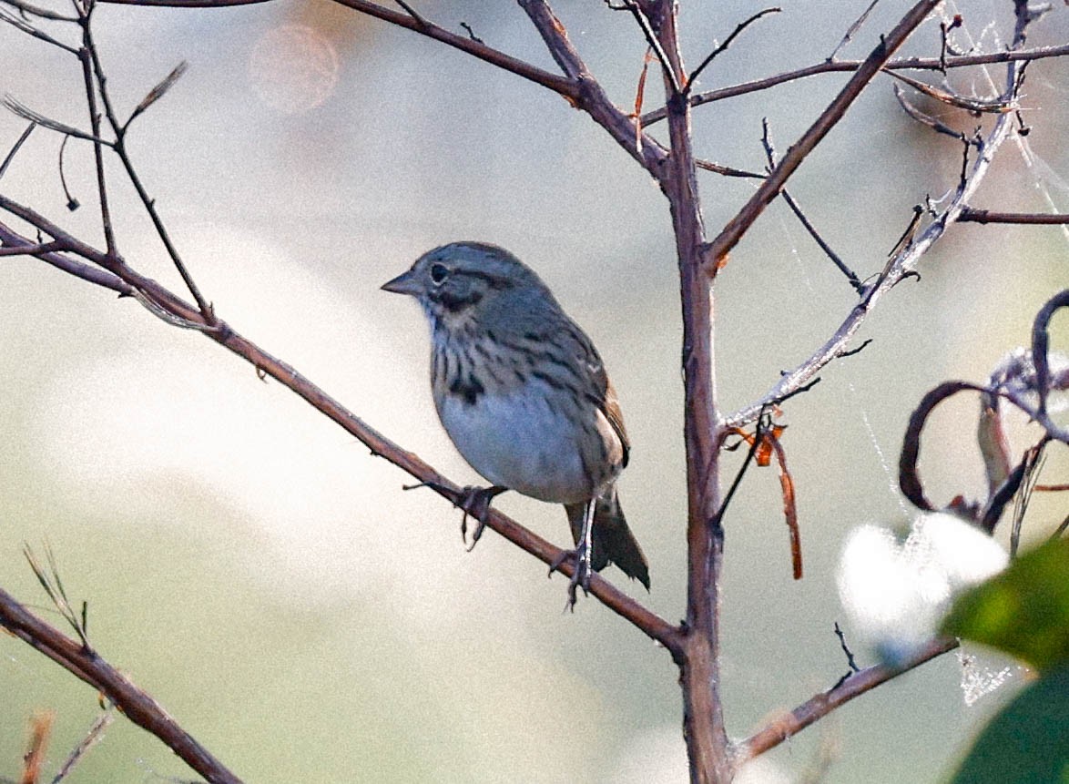 strnadec pruhohlavý - ML647766225