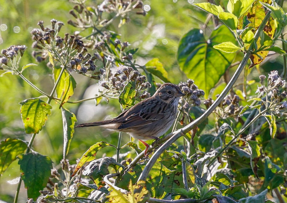 strnadec pruhohlavý - ML647766227