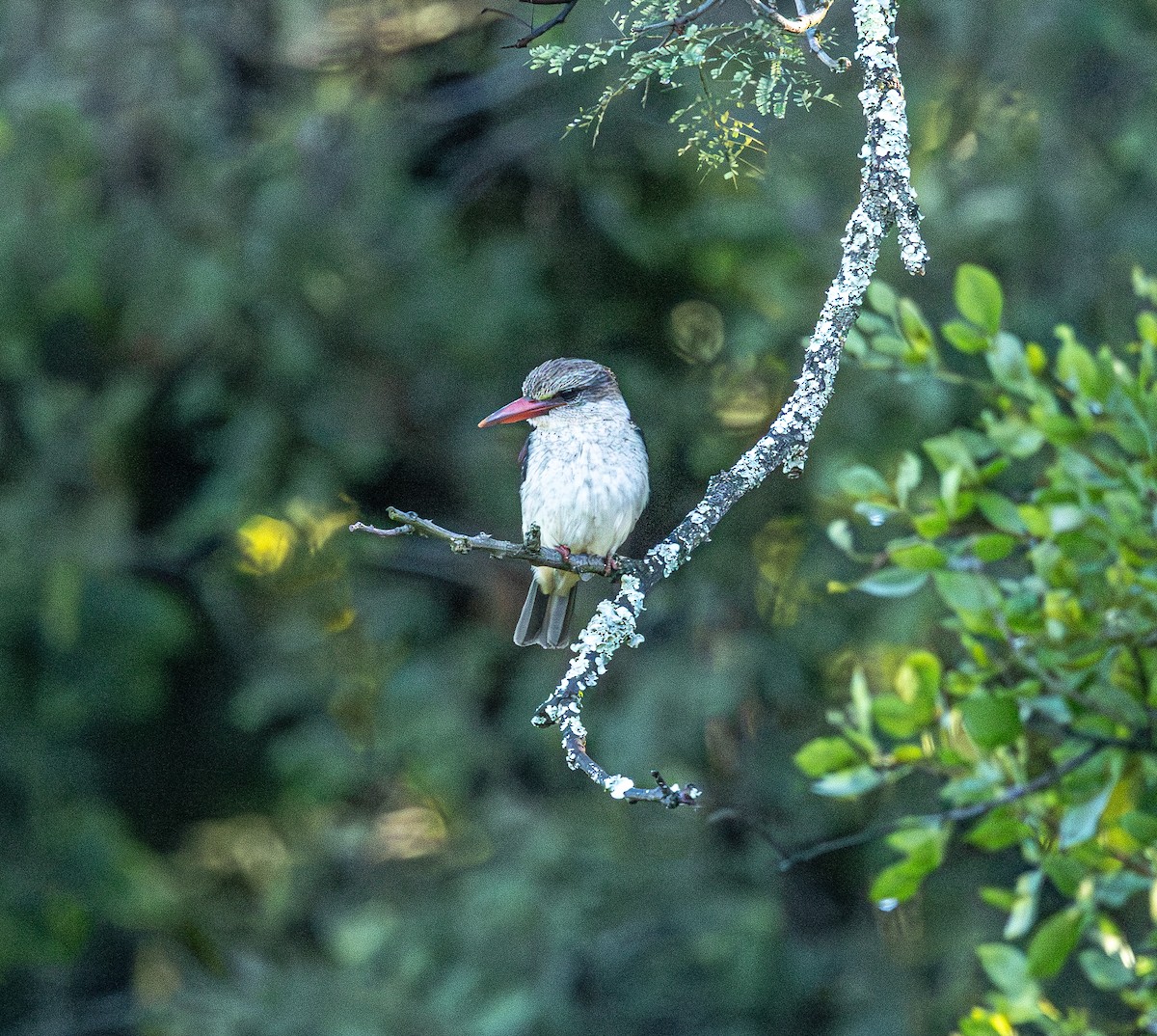 Kahverengi Kafalı Yalıçapkını - ML647766232