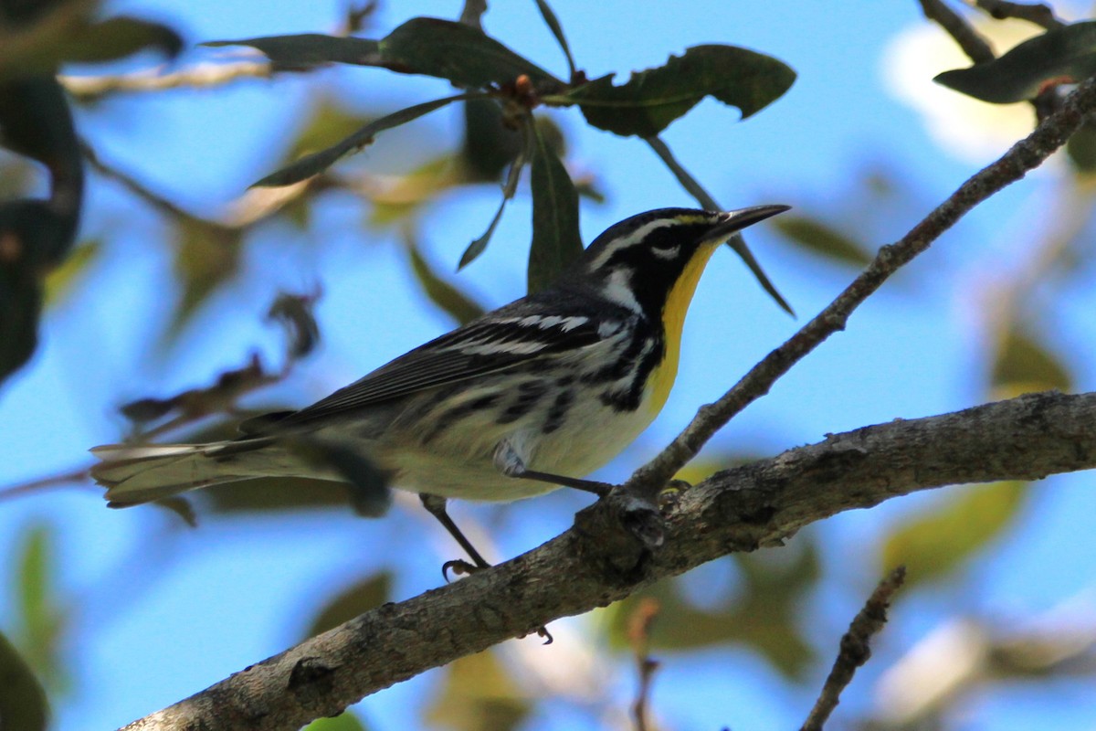 Paruline à gorge jaune - ML647766241