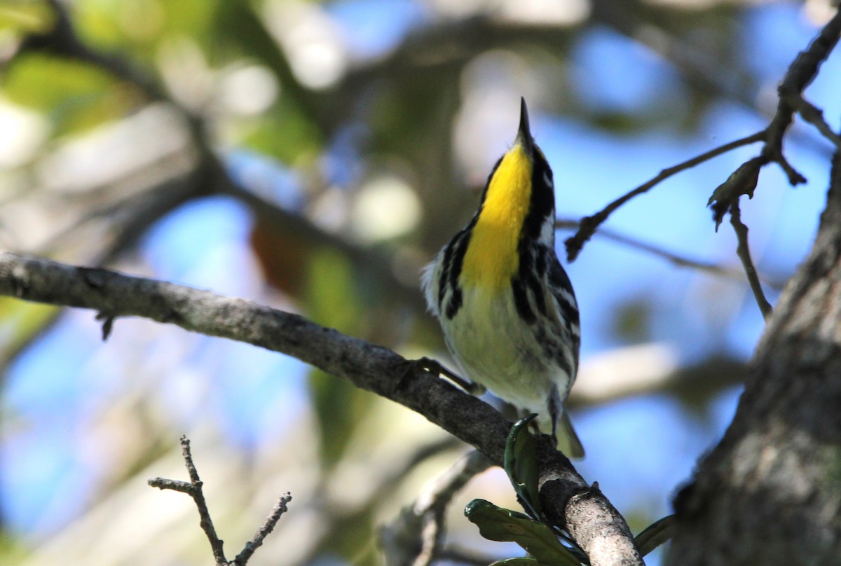 Paruline à gorge jaune - ML647766251