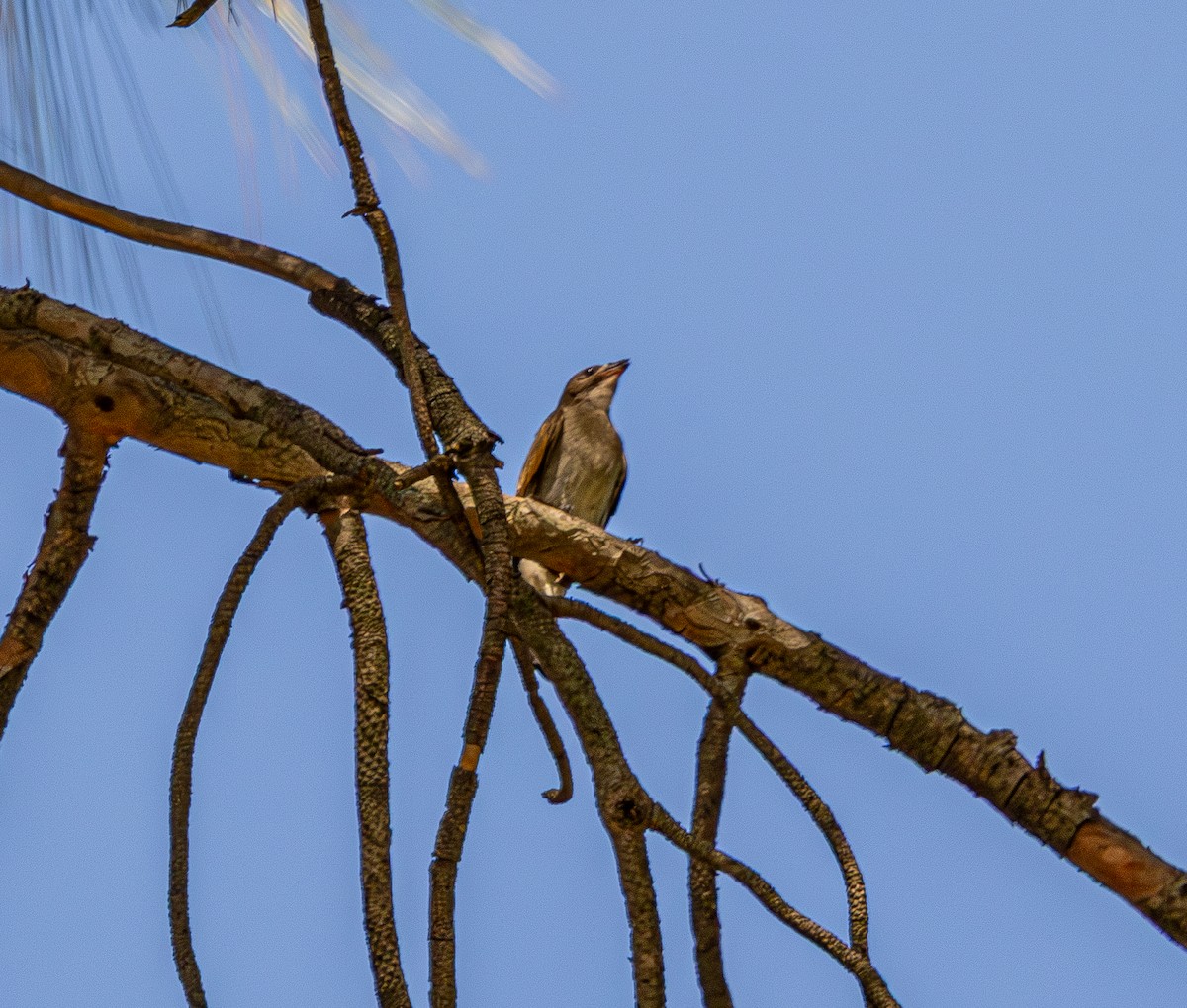 Lesser Honeyguide - ML647766260