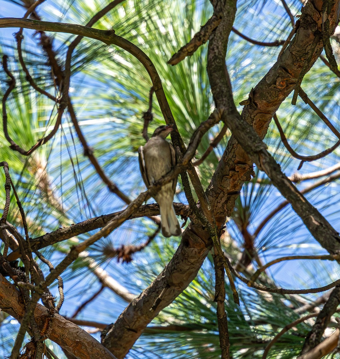 Lesser Honeyguide - ML647766261