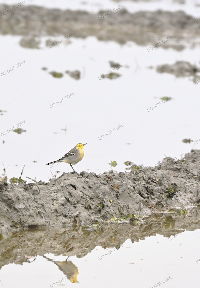 Citrine Wagtail - ML647766279