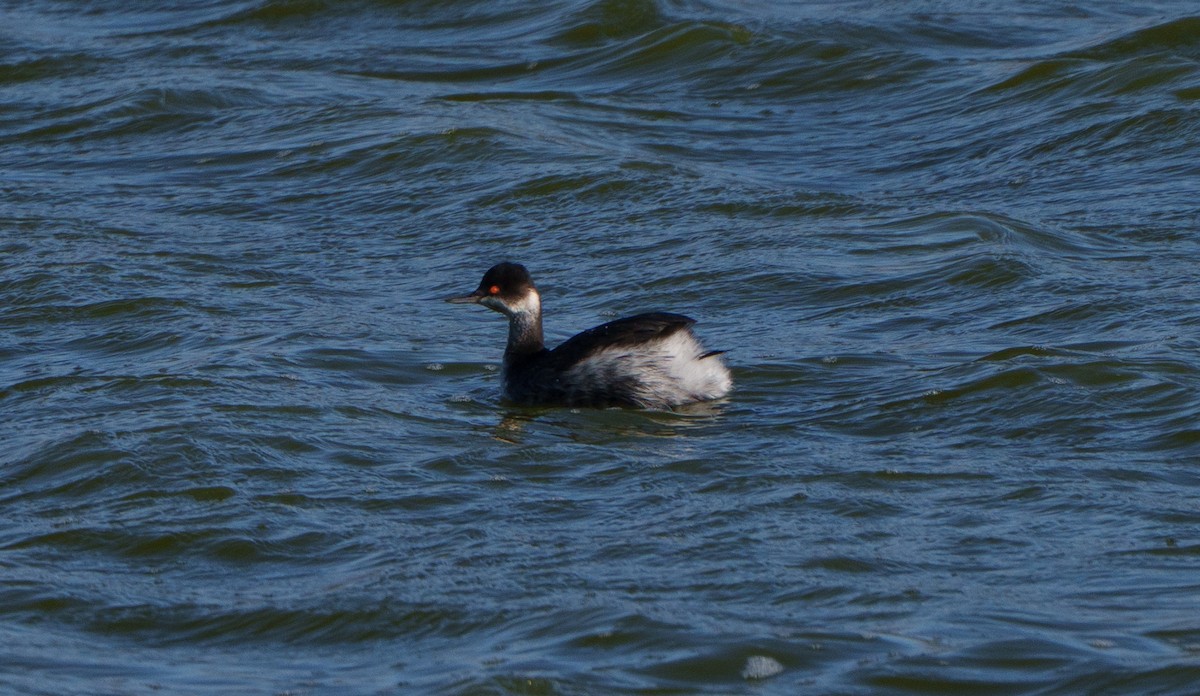 ハジロカイツブリ - ML647766306