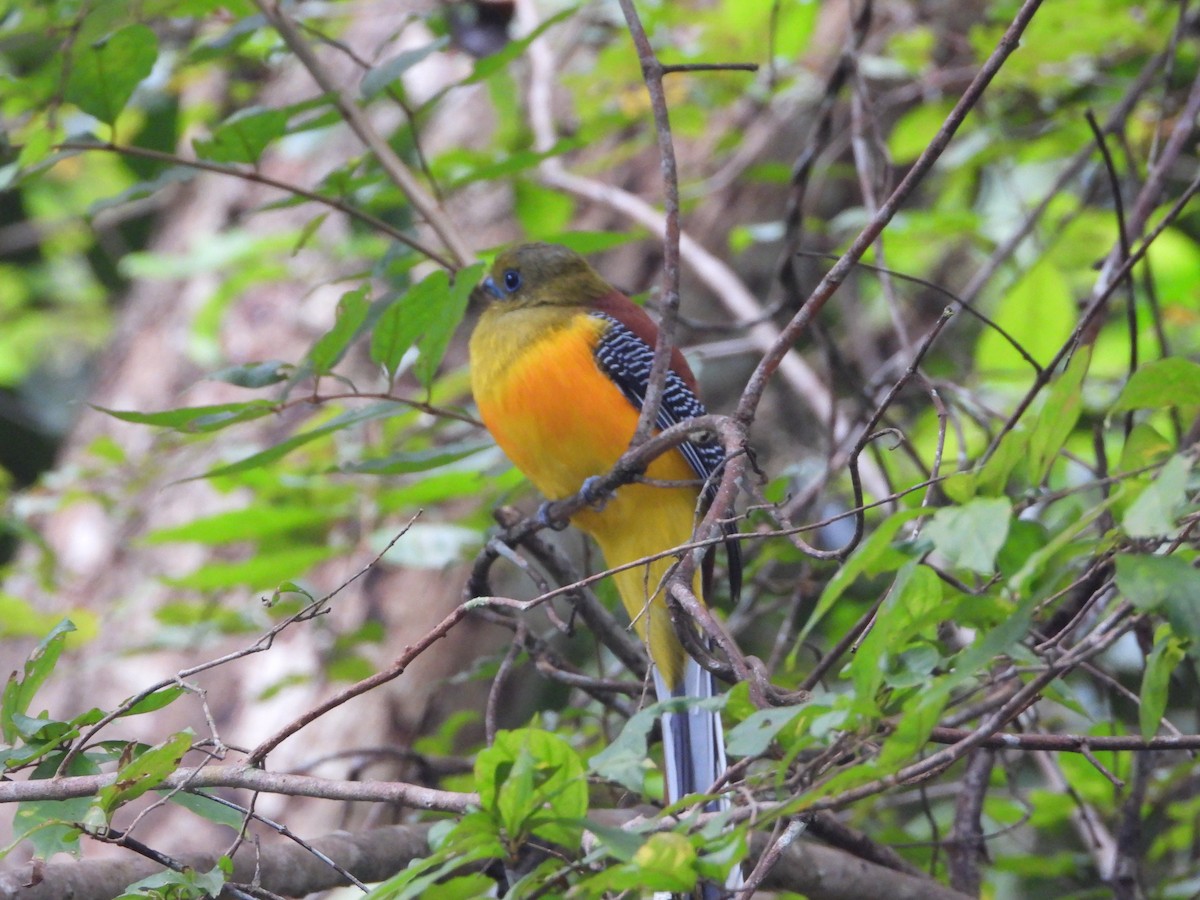 Orange-breasted Trogon - ML647766307