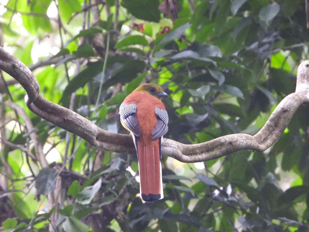 Orange-breasted Trogon - ML647766308