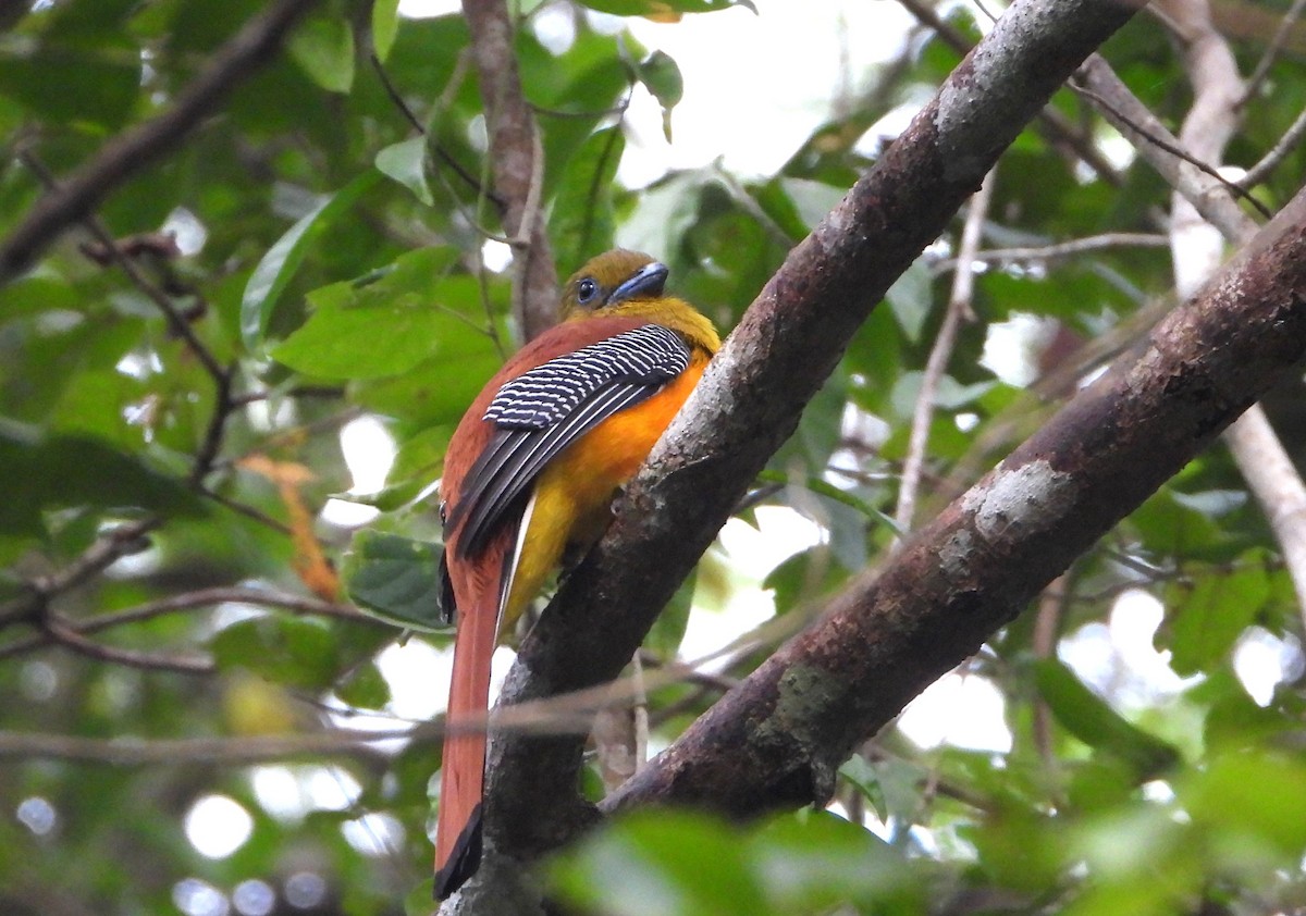 Orange-breasted Trogon - ML647766309