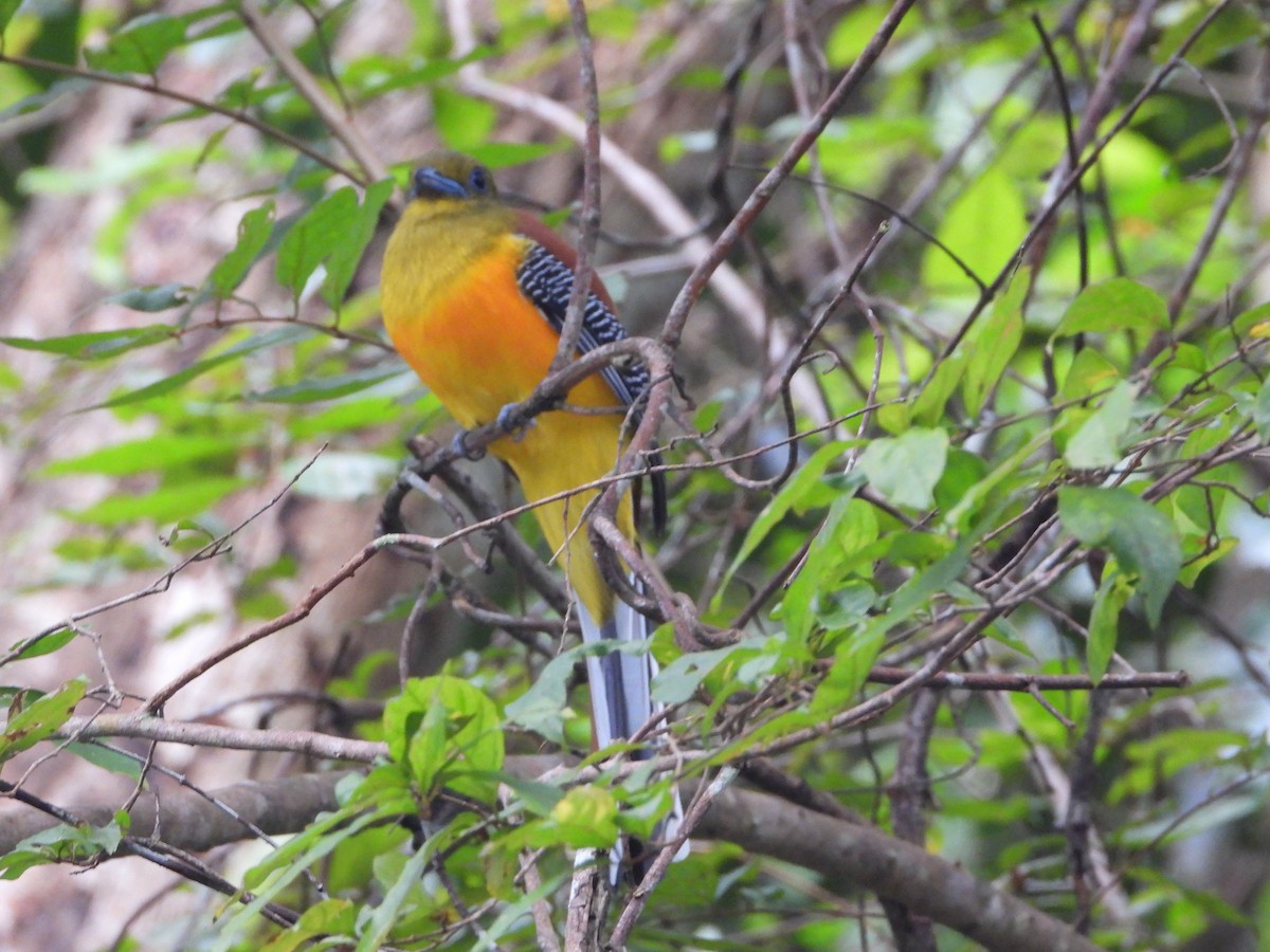Orange-breasted Trogon - ML647766310