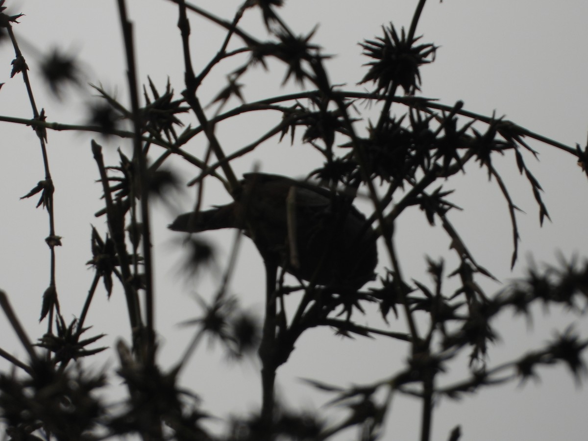 Beyaz Belli Munya - ML647766322